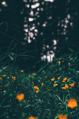 Obraz na płótnie Canvas Gelbe Blumen unscharf aus der Froschperspektive im grünen wald