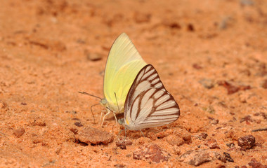 Fototapeta na wymiar Butterfly in Natural background.