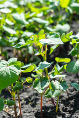 young buckwheat sprouts in the field close up on a Sunny day