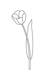 Vector illustration, isolated tulip flower in black and white colors, outline hand painted drawing