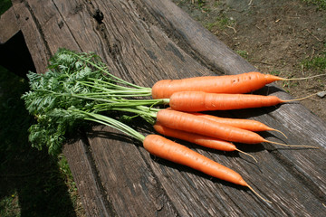 A bunch of carrots green leaves on the wooden  bench. Close up. Top view