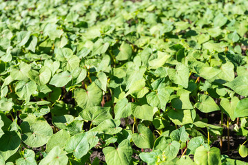 young buckwheat sprouts in the field close up on a Sunny day