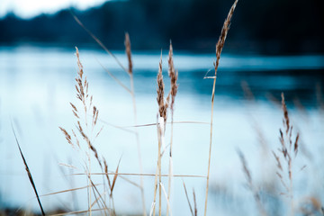 Dried cane growing near the lake. Selective focus, melancholic concept.
