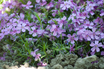 Flowers pink purple