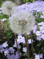 Dandelion weeds in a garden in the spring 