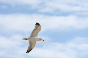 Vuelo de la gaviota en cielo azul y nubes blancas