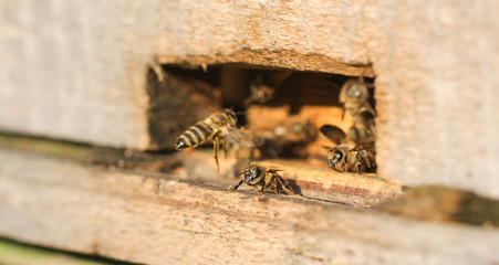 пчёлы живут в улье из дерева  © Anna81