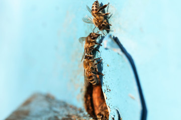 пчёлы живут в улье из дерева  © Anna81