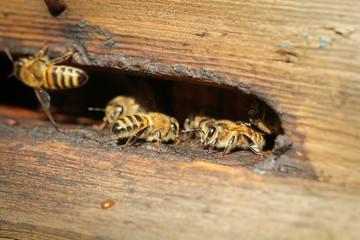 пчёлы живут в улье из дерева  © Anna81