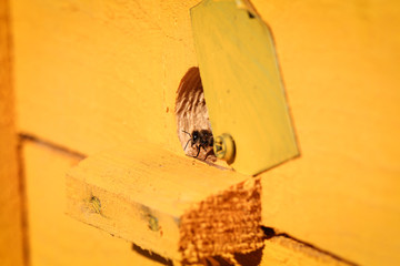 пчёлы живут в улье из дерева  © Anna81