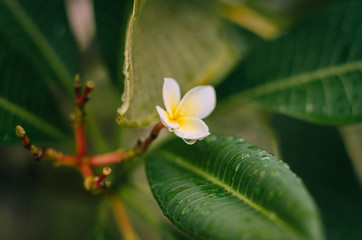 White plumeria on the plumeria tree, frangipani tropical flowers.