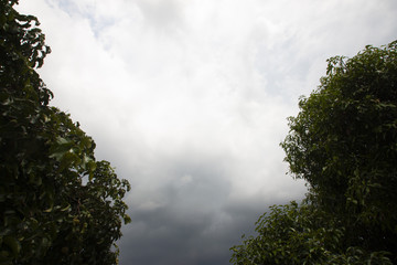 The dark sky above the green tree before the rain falls.