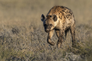 Hyena early morning walk
