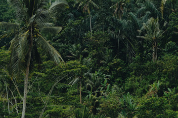 Bali rain forest