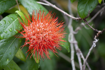Bush willow flower or Combretum erythrophyllum (Burchell) Sonder. with drop water on green leaf.