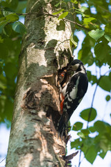 Great spotted woodpecker (Dendrocopos major) feeding hungry baby.