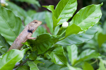 Animal chameleon on the green leaves in Thailand with single flower.