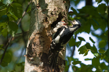 Obraz premium Great spotted woodpecker (Dendrocopos major) feeding hungry baby.