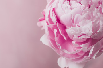 One pink peony stands on a pink background.