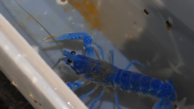 Single blue color lobster juvenile moving in a small container at a fishery, aqua farm or hatchery