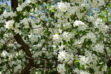 Background of apple-tree flowers