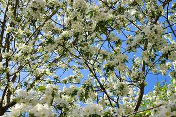 Branches of a flowering apple tree