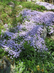 Purple creeping phlox (Phlox stolonifera) flowers in a garden with other plants, trees, and grass