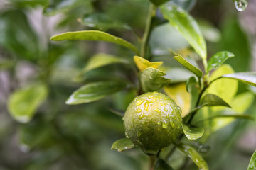 green lemon wtih raindrops on tree