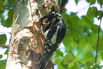 Great spotted woodpecker (Dendrocopos major) feeding hungry baby.