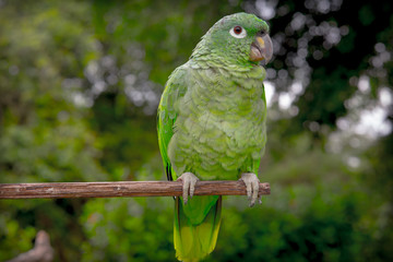 Loro Verde