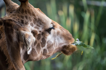 Giraffe eating green leafs in forest
