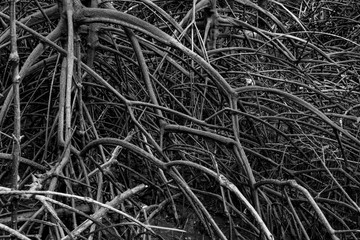 root of mangroves tree in black and white photo
