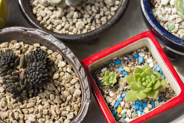 shot from pots with small cactuses, top view