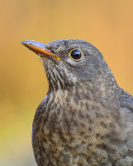 stock picture of common blackbird hero portrait shot blurred background
