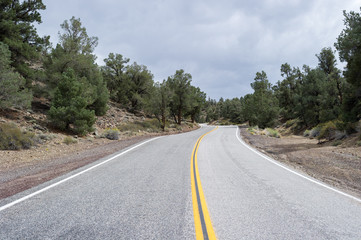 Fototapeta na wymiar road through forest with yellow stripe separating lanes
