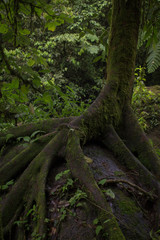 Fototapeta premium Árbol bosque