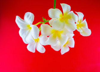 Beautiful white flowers on a bright red background.