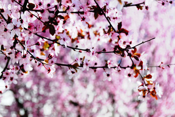 Sakura. Cherry blossom in full bloom. Pink Cherry flowers on a cherry tree branch on blur background.