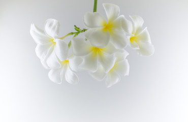 Naklejka na ściany i meble Beautiful white flowers on a white background.
