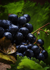 Blue wine grapes with vine and green leaves, rustic still life, vintage wooden background, selective focus