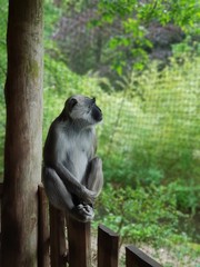 Der nachdenkliche Affe