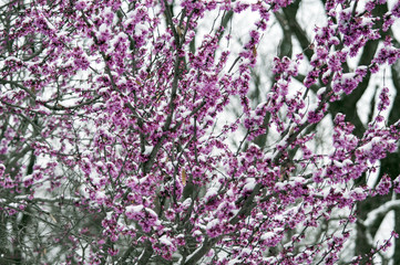 Beautiful purple redbud blooms are covered with a late snow.