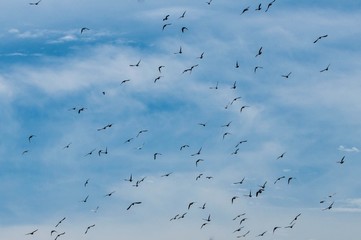 Birds in the sky