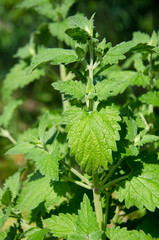 mint herb in the garden