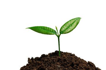 Young green plant growing in soil