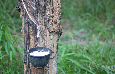 rubber tapping in rubber garden agriculture material for industry