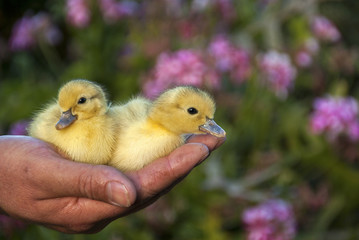Newborn puppies on the hand