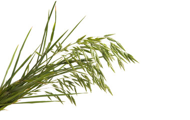 Fototapeta premium green oats isolated