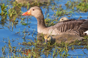Greylag Goose with a newborn goslings