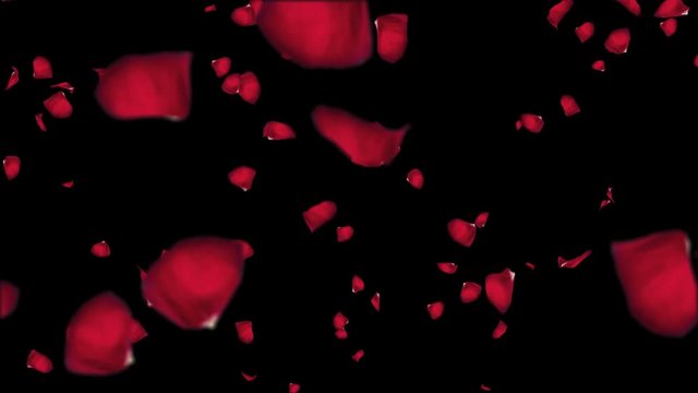 Falling petals of roses with an alpha channel